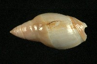 藏品(乳彈頭榧螺)的圖片